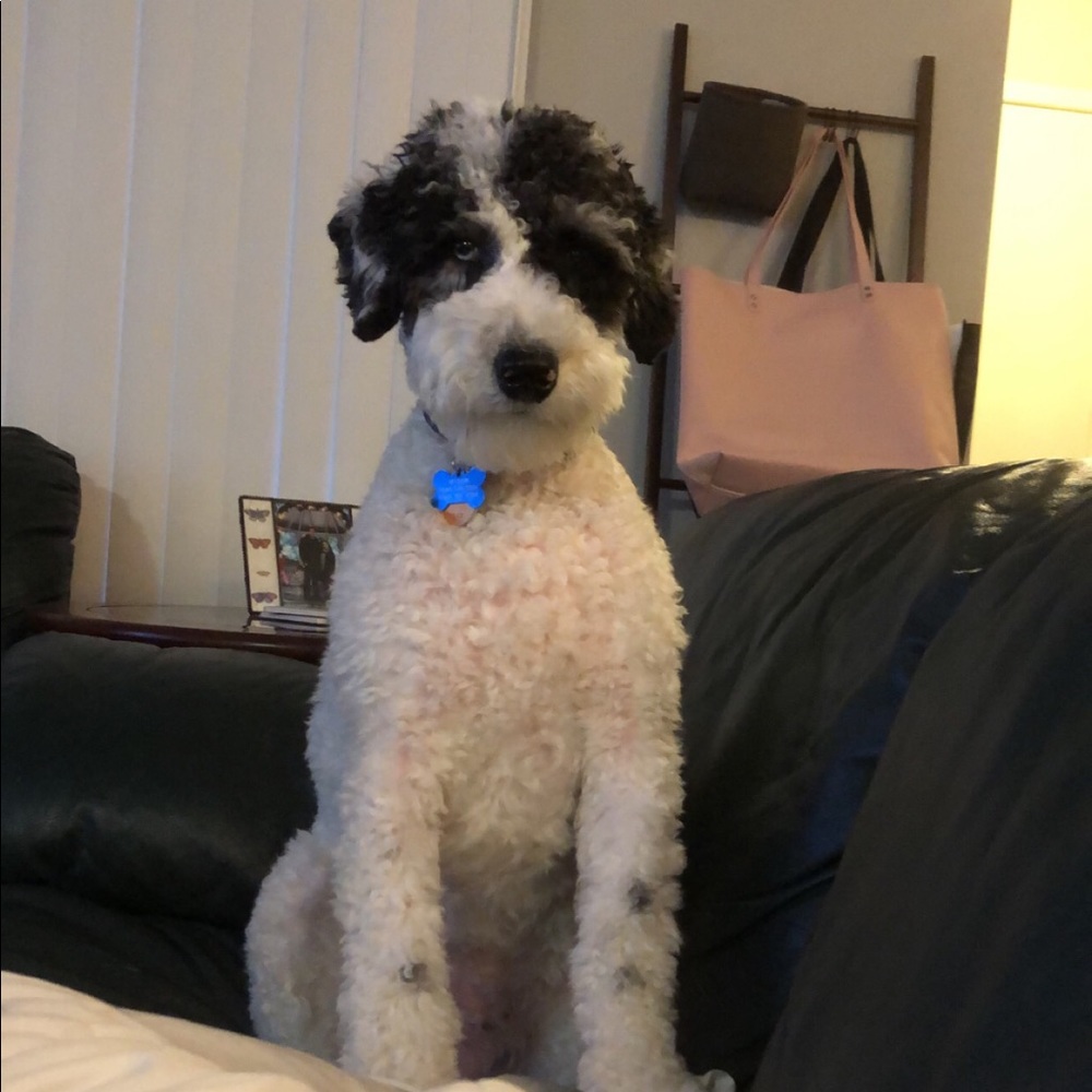 Meet your Posher, Jenny